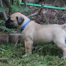 Boerboel Puppies from Northland Boerboels