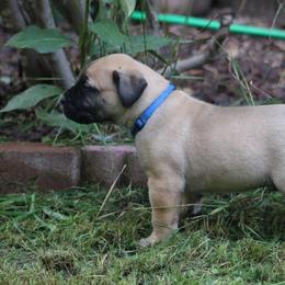 Boerboel Puppies from Northland Boerboels