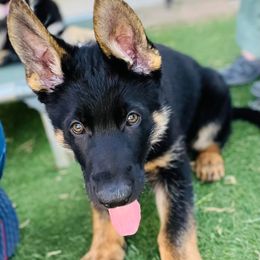 German Shepherds from Cacao German Shepherds