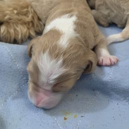 Bernedoodle Puppies from TJ SA Bernedoodles