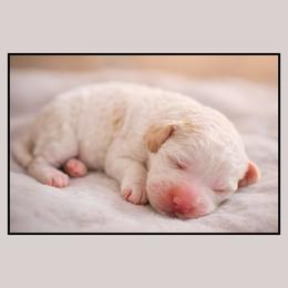 Celeste - Mini Goldendoodle Female - Cream female Goldendoodle puppy in Lancaster, California from Kid's Best Doodle