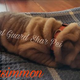 Persimmon - Red fawn female Chinese Shar-Pei puppy in Columbus, Indiana from Royal Guard Shar Pei
