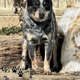 Paisley - Australian Cattle Dog