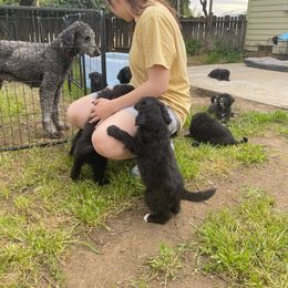 Poodle Puppies from Fluffy Doodle Farms
