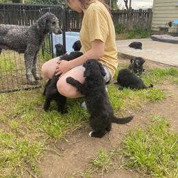 Poodle Puppies from Fluffy Doodle Farms