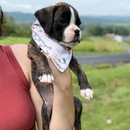 Kickin Roosters Willow (Tan Collar) - Brindle female Boxer puppy in Alpine, New York from Kickin Rooster AKC Boxers