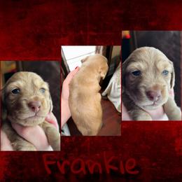 Frankie - Dapple male Dachshund puppy in Brazil, Indiana from King Duke Dachshunds