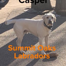 Casper - Labrador Retriever