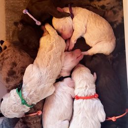 Goldendoodle Puppies from Angel's Doodles