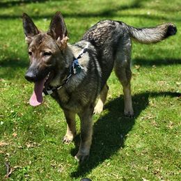 German Shepherds from CMK GERMAN SHEPHERD DOGS