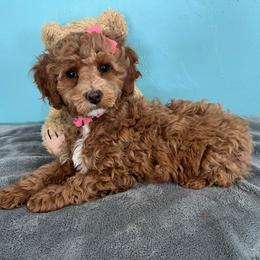 Hershey - Red  female Goldendoodle puppy in Pendleton, Oregon from Blushing Doodles