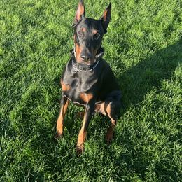 Luka - Doberman Pinscher
