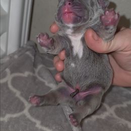 Female blue - Blue female French Bulldog puppy in Phoenix, Arizona from ANE French Bulldogs