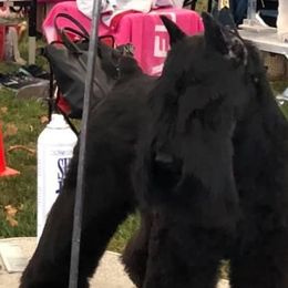 Miniature Schnauzers from D’Angels Schnauzers LLC