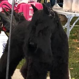 Miniature Schnauzers from D’Angels Schnauzers LLC
