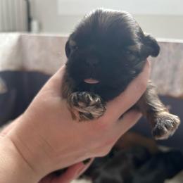 Boy 4 - Black and tan male Shih Tzu puppy in Oregon, Ohio from Gogol Family Shih Tzus