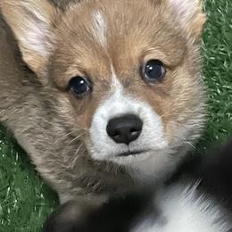 Pembroke Welsh Corgis from Veronica's Pembroke Welsh Corgis