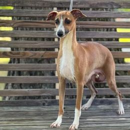 Creme Brulee - Italian Greyhound