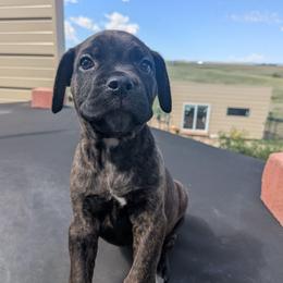 Bright Pink collar: Dew Drop - Black brindle female Cane Corso puppy in Franktown, Colorado from Earth and Ship Cane Corso