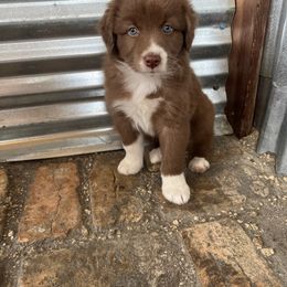 Australian Shepherd Puppies from 2 Happy Aussies