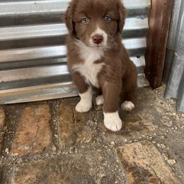 Australian Shepherd Puppies from 2 Happy Aussies
