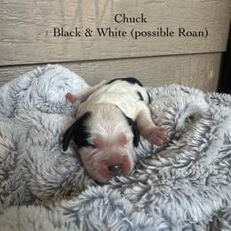 Chuck - Black and white male English Springer Spaniel puppy in Springfield, South Carolina from Sweet Southern Spaniels