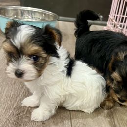 Yorkshire Terrier Puppies from Shayle's Yorkie Pups