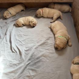 Pink collar - Yellow female Labrador Retriever puppy in Wittmann, Arizona from AM Labradors