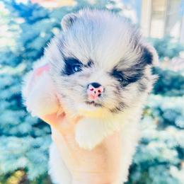 Armani - Blue merle male Pomeranian puppy in Waterloo, Indiana from Garcias Pomeranian