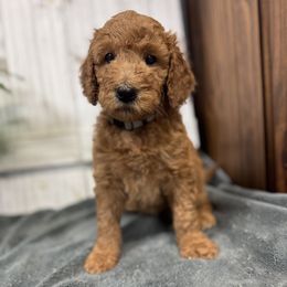Stormy's Grey Collar Boy 2150.00 - Red  male Goldendoodle puppy in Alvin, Texas from JP Southern Doodles