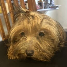 Fifi - Teacup Yorkie - Black and tan female Yorkshire Terrier puppy in West Warwick, Rhode Island from Robyn’s Nest