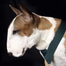 Beagles, Great Danes, and Miniature Bull Terriers from Sunrise-Ferric