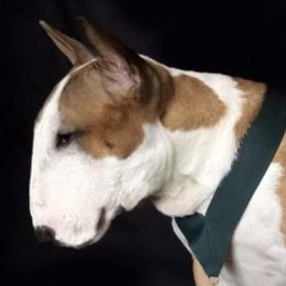 Beagles, Great Danes, and Miniature Bull Terriers from Sunrise-Ferric