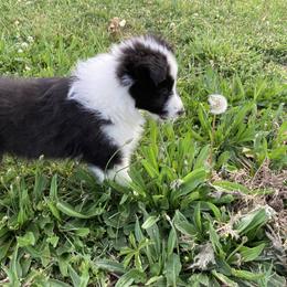 Shetland Sheepdogs from MacGregor Shelties