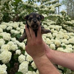 Tara - Black and tan female Yorkipoo puppy in Henderson, North Carolina from Dorans Danes and Doodles