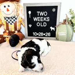 Ethel - Black and white female Bernedoodle puppy in Sparrows Point, Maryland from Rosie’s Puppies