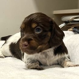 Wednesday - Piebald female Dachshund puppy in Sterling, Colorado from Country Chics Doxies