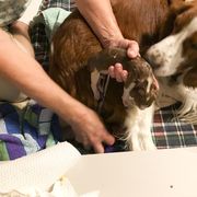Welsh Springer Spaniel Puppies from KayCee’s Welsh Springer Spainels