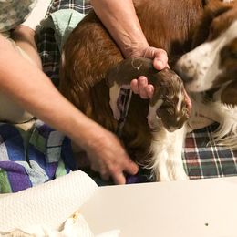 Welsh Springer Spaniel Puppies from KayCee’s Welsh Springer Spainels