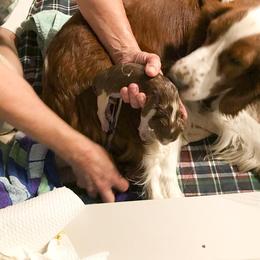 Welsh Springer Spaniel Puppies from KayCee’s Welsh Springer Spainels