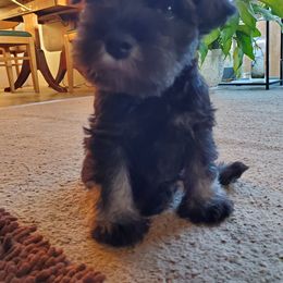 Miniature Schnauzer Puppies from Gerhauzer's Schnauzers