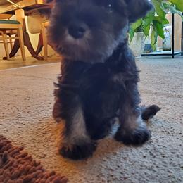Miniature Schnauzer Puppies from Gerhauzer's Schnauzers