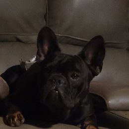 TATUM - French Bulldog