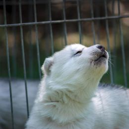 Siberian Husky Puppies from Shedenara Siberians