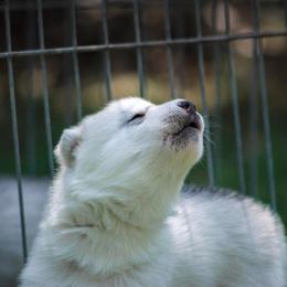 Siberian Husky Puppies from Shedenara Siberians