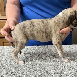 Girl Four - Fawn brindle female Whippet puppy in Williamsport, Pennsylvania from Willowisp Whippets