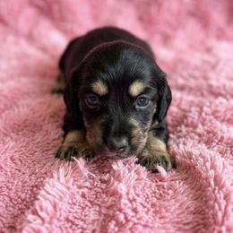 Dachshund Puppies from Crowder Doxies