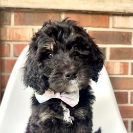 Anchor - Phantom male Bernedoodle puppy in Pulaski, Tennessee from Doodle My Heart