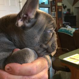 Logan - French Bulldog puppy in Edgewood, Texas from French Bulldogs by Piper