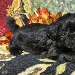 Black male Loddypop - Black male Shih Tzu puppy in Lebanon, Missouri from Anna's Babies in the Midwest
